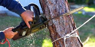 How Our Tree Care Process Works  in Georgetown, PA